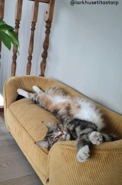 Hundbädd/Kattbädd|Jotex DOODLE Hundbädd/kattbädd Senap