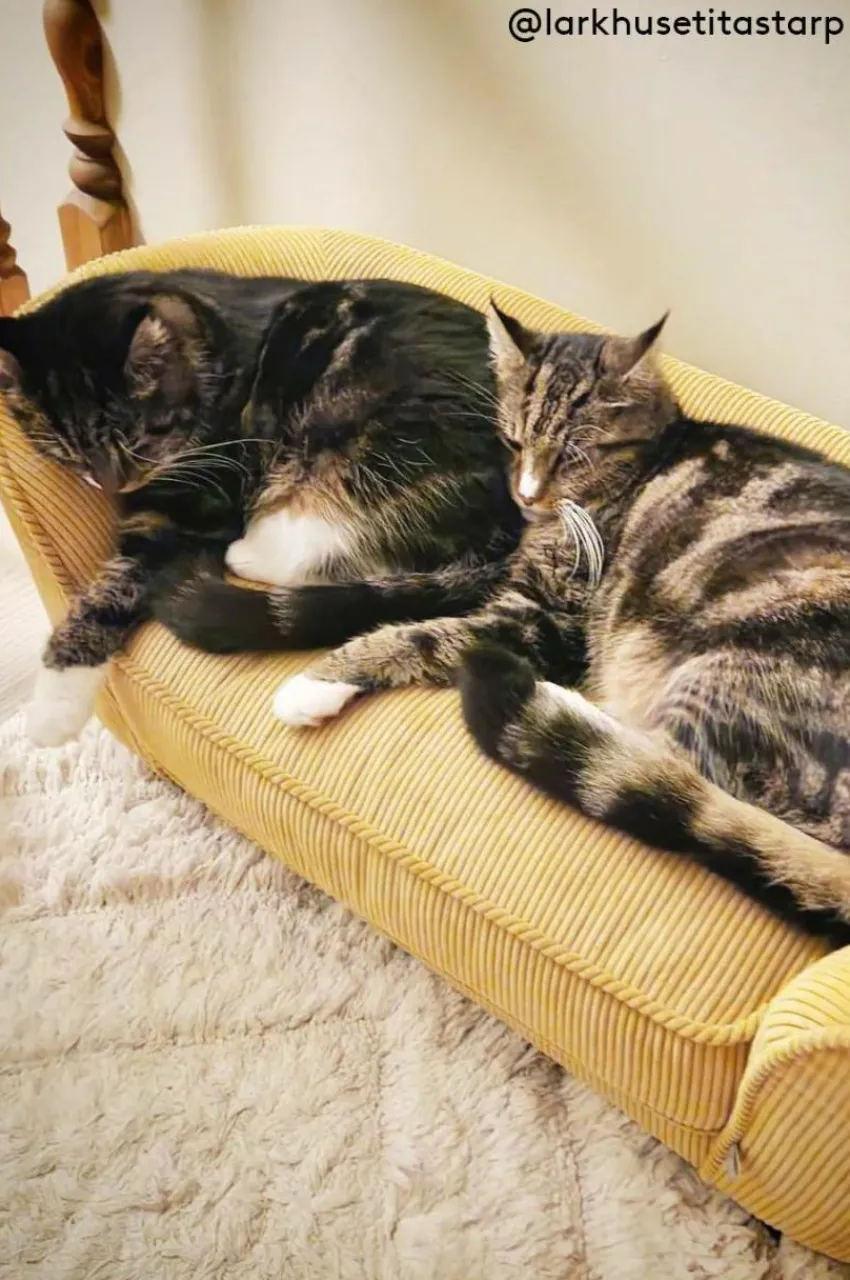 Hundbädd/Kattbädd|Jotex DOODLE Hundbädd/kattbädd Senap