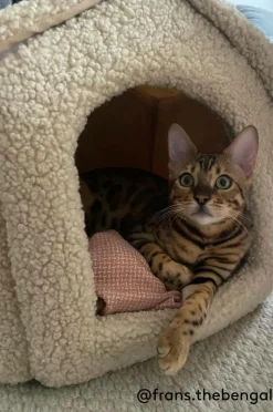 Hundbädd/Kattbädd|Jotex KENZA Hundbädd/kattbädd Beige