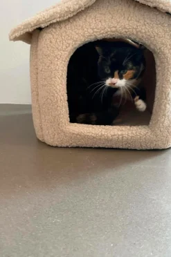 Hundbädd/Kattbädd|Jotex KENZA Hundbädd/kattbädd Beige