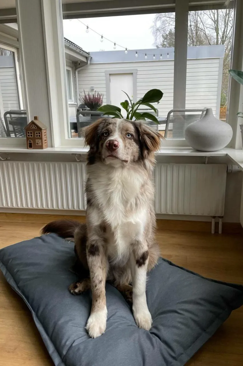 Hundbädd/Kattbädd|Jotex LOKI OUTDOOR Hundbädd/kattbädd 100x70 Cm Pärlgrå