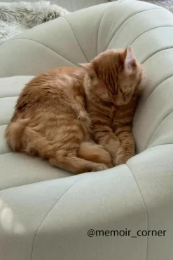 Hundbädd/Kattbädd|Jotex LOUIE Hundbädd/kattbädd Ljusbeige