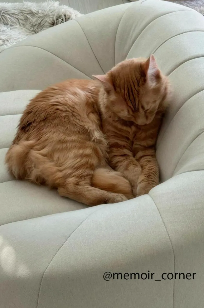Hundbädd/Kattbädd|Jotex LOUIE Hundbädd/kattbädd Ljusbeige