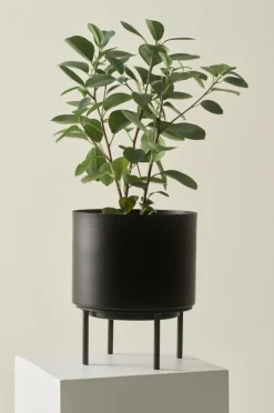Krukor|Jotex MONIQUE Kruka Svart