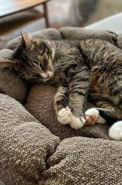 Hundbädd/Kattbädd|Jotex OBI Hundbädd/kattbädd Brun
