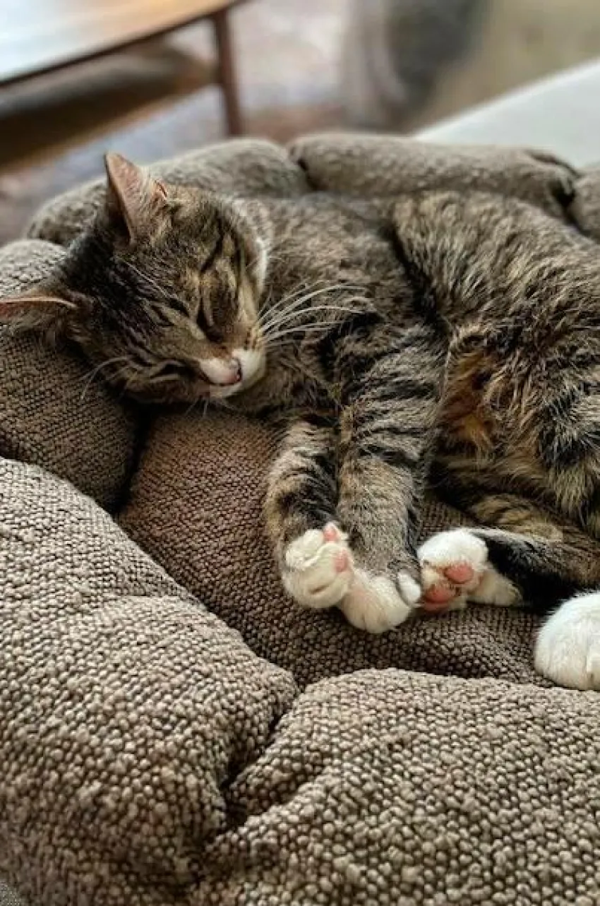 Hundbädd/Kattbädd|Jotex OBI Hundbädd/kattbädd Brun