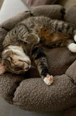 Hundbädd/Kattbädd|Jotex OBI Hundbädd/kattbädd Brun