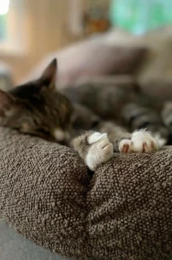 Hundbädd/Kattbädd|Jotex OBI Hundbädd/kattbädd Brun