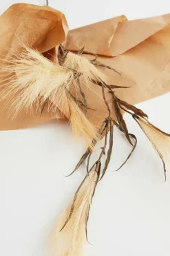 Vaser|Jotex PAMPAS WIND 1 Stjälk Beige/brun